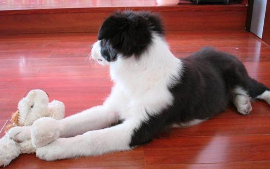 請(qǐng)問(wèn)牧羊犬喜歡吃什么