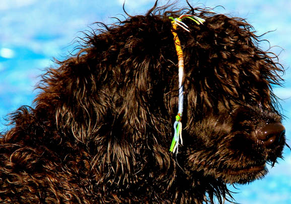 葡萄牙水犬為什么不愛吃東西？如何處理？