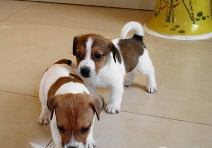 羅素梗和土狗的區別有哪些