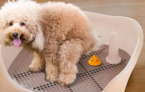 狗狗可以吃生雞蛋嗎