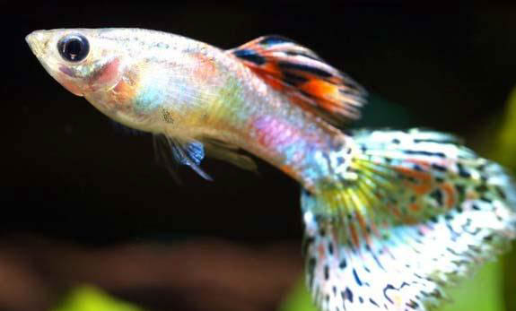 孔雀魚合適溫度多少？