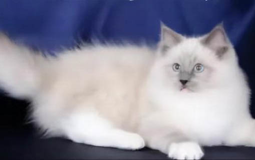 飼養布偶貓要注意什么