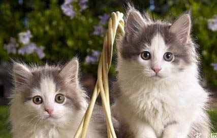 如何解決貓咪口臭問(wèn)題