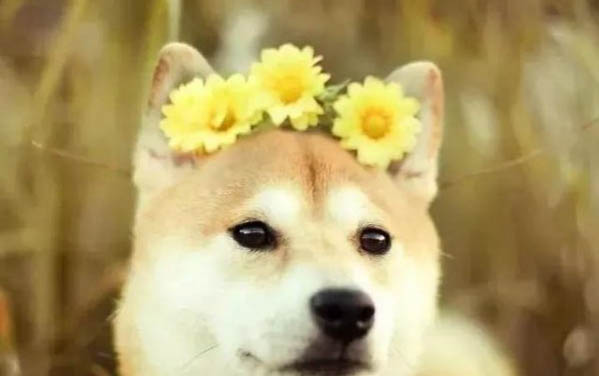 怎么才能讓狗狗喜歡上自己