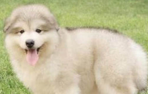 狗狗可以吃西梅嗎