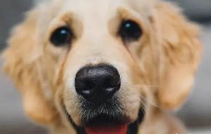 早期犬瘟治療期需要多少時間
