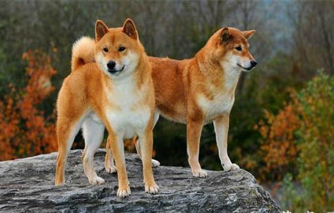 柴犬嘴巴黑多久會褪色?