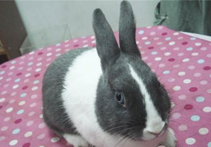 荷蘭毛獅犬腳骨折自己能恢復嗎