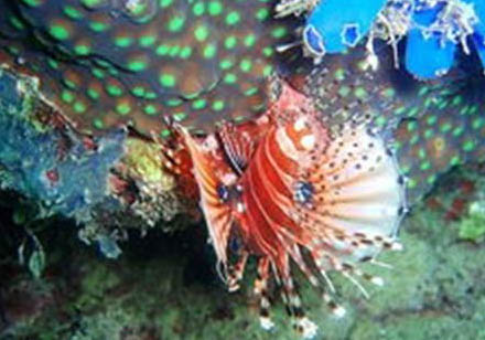 怎么判斷獅子貓純不純