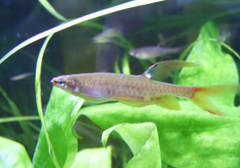 草金魚多久喂一次