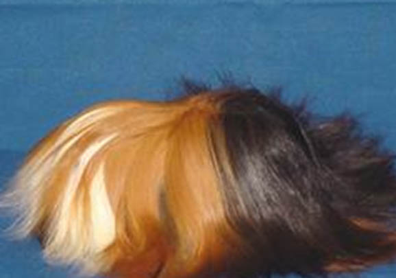 斯蘭德天竺鼠的飼養知識