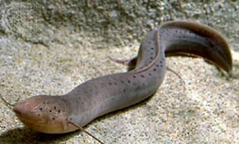 魚缸沒有氧氣泵能養(yǎng)魚嗎