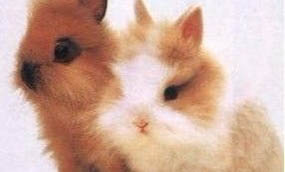 獅子兔多少錢一只