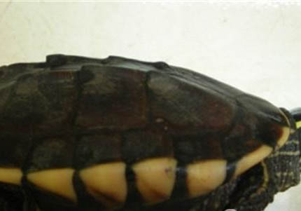 德州地圖龜好養嗎