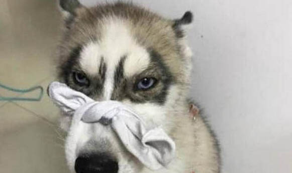 哈士奇是哪里的雪橇犬