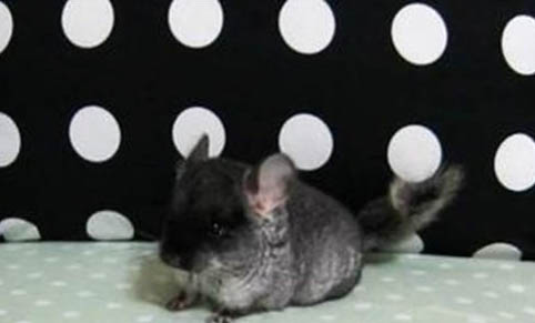 為什么都說千萬別養龍貓