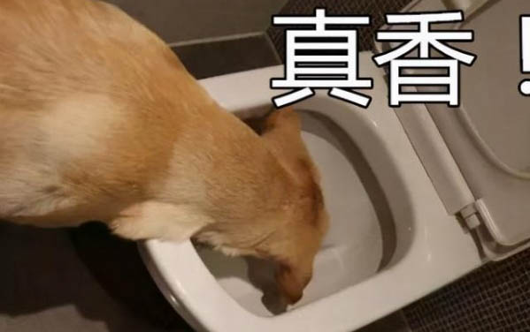 狗狗可不可以吃金針菇