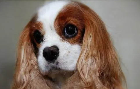 英國可卡犬的顏色有哪些