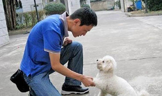 狗嘔吐黃水泡沫怎么辦？
