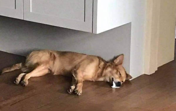 狗狗得了犬窩咳應該怎么治療