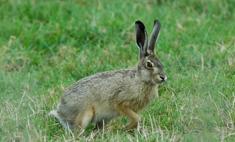 種兔的繁殖期多久?