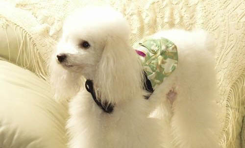 純種貴賓犬有幾種顏色