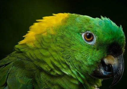 制止鸚鵡魚打架的方法