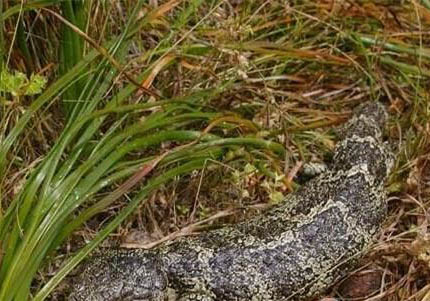 松果蜥多少錢一只