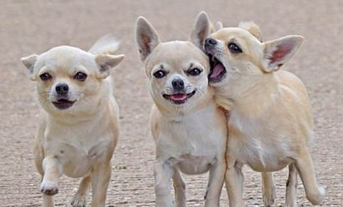 吉娃娃多大可以訓練