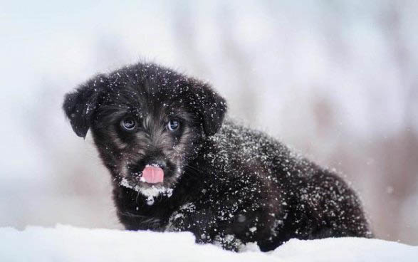 貴賓犬多久洗一次澡