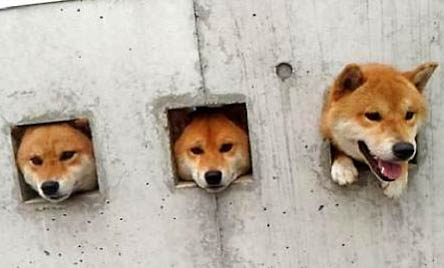 柴犬的優缺點