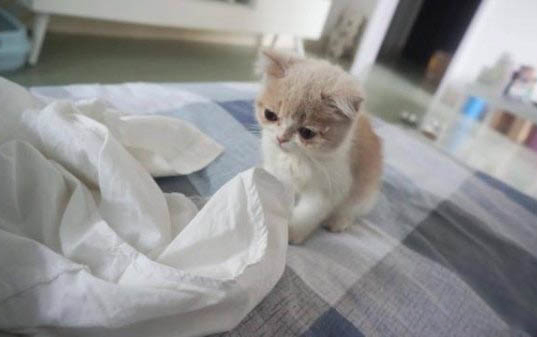 貓不拉屎不撒尿