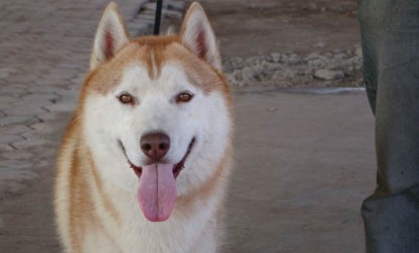 阿拉斯加犬好養么