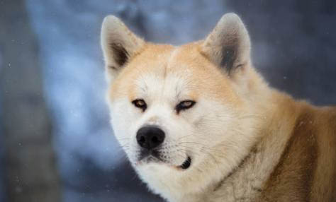 柴犬有哪些常見的皮膚病?