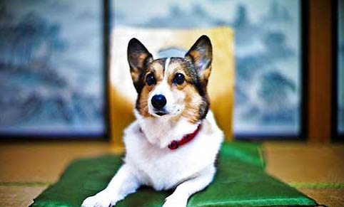 卡迪根威爾士柯基優(yōu)缺點