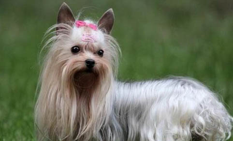 約克夏和泰迪哪個好養