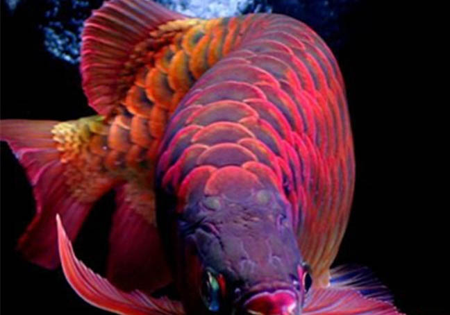 孔雀魚死前征兆有哪些