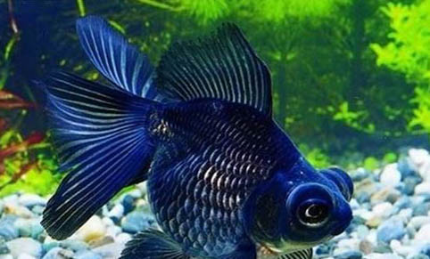 冷水觀賞魚有哪些品種呢?