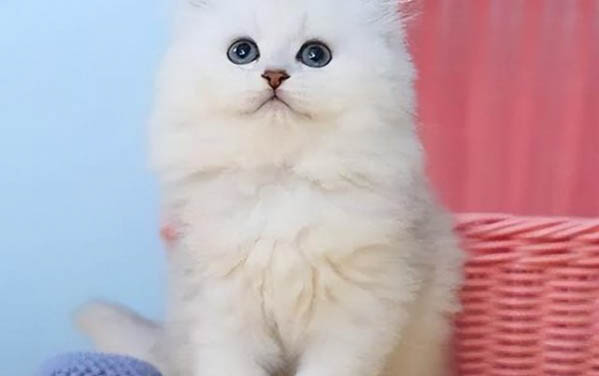 小貓不吃東西只睡覺