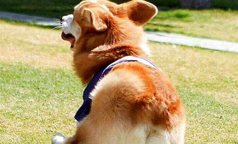 威爾士柯基犬優缺點