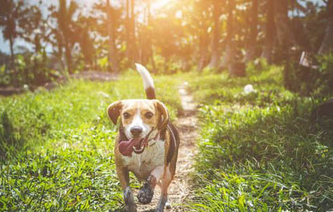 適合家養(yǎng)的小型犬有哪些特征