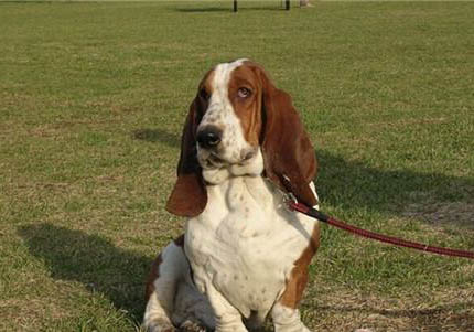 哪里有賣巴吉度犬