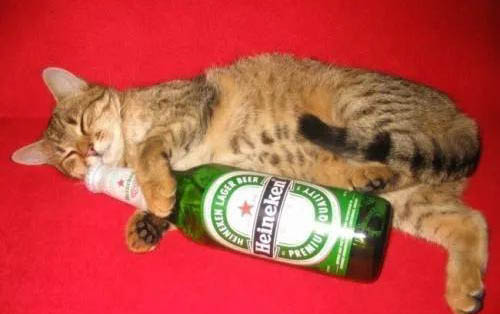 貓咪皮下有疙瘩
