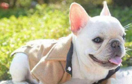 狗狗副流感和犬瘟的區別