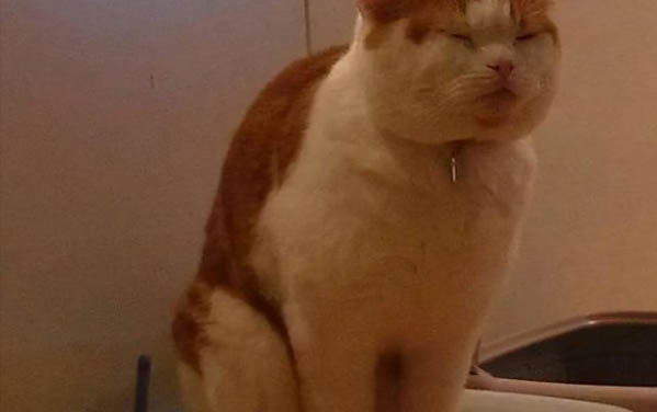 小貓咪吐了是什么原因,怎樣避免貓咪嘔吐