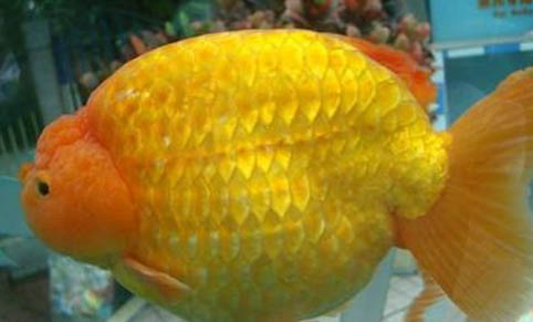 養(yǎng)殖海水觀賞魚(yú)的設(shè)備和方法有哪些