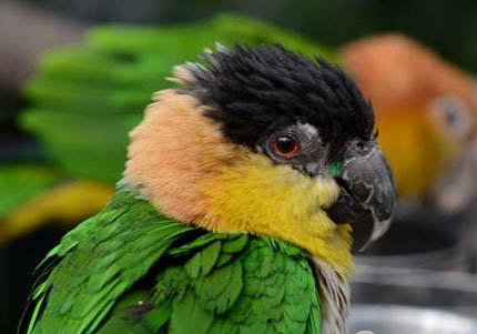 牡丹鸚鵡一般能活多久