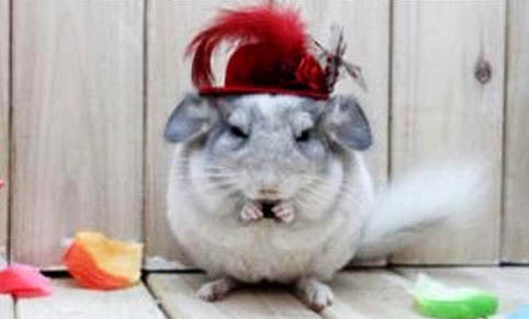 龍貓胃口不好是什么原因