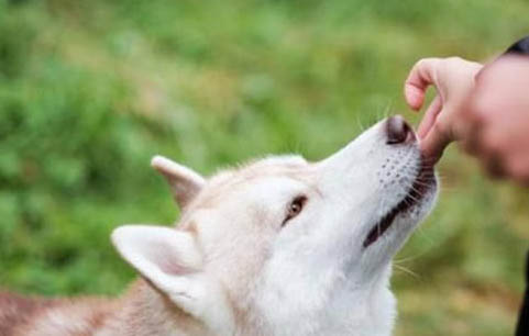 怎樣保護好狗狗的腳墊
