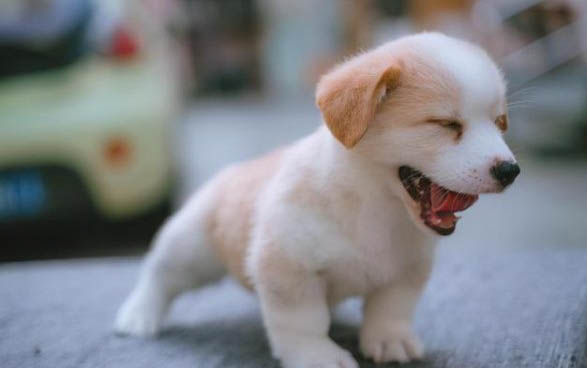 狗能不能吃蛋糕